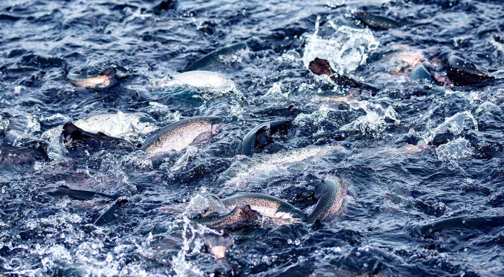🇸🇪 Vattenfall to test future fish feed in Boden, Sweden