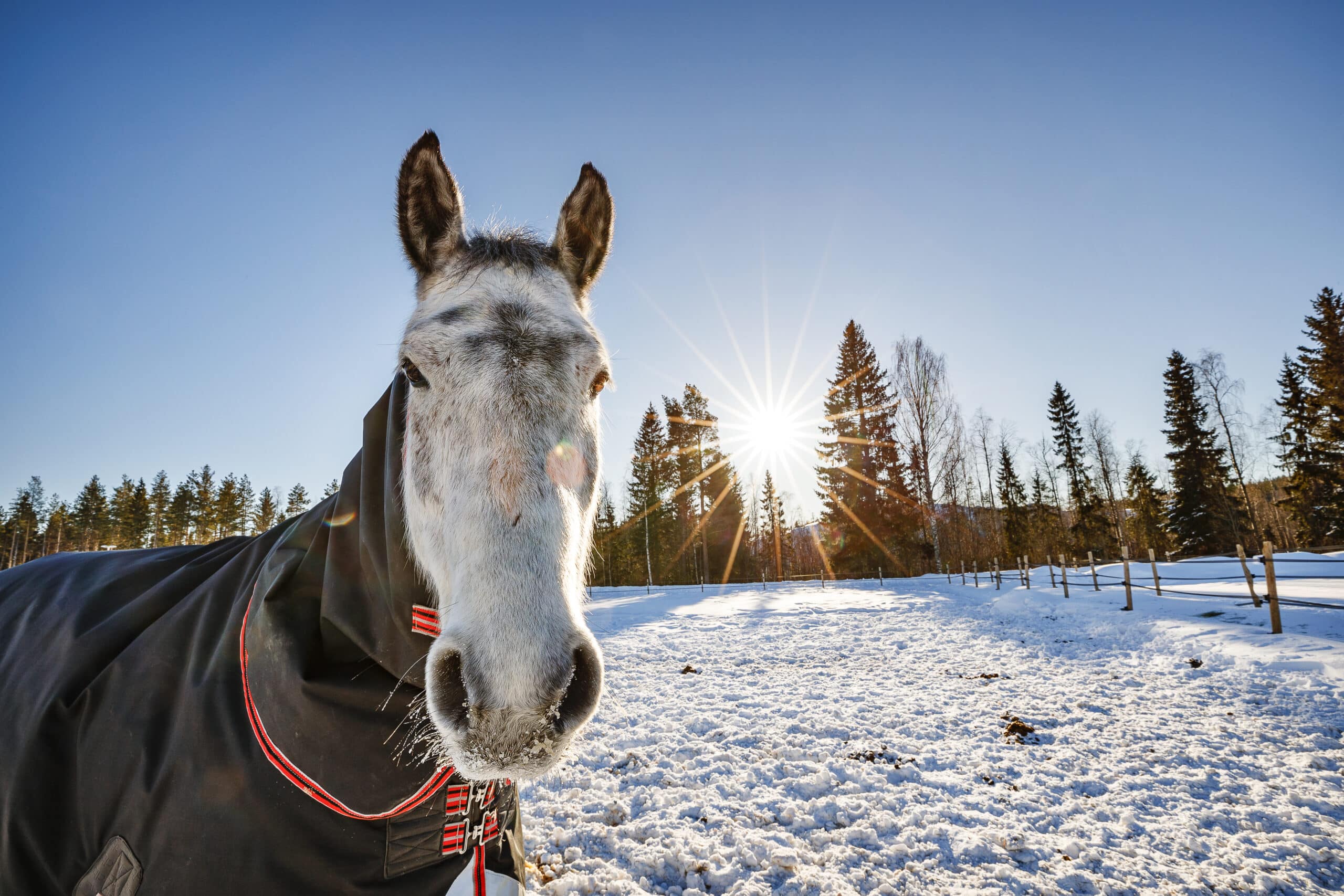 häst i snö