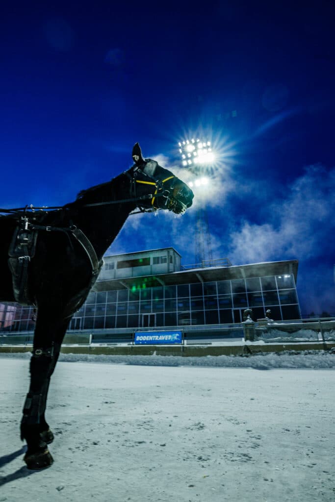 En travhäst i tävlingsutrustning står under starka strålkastarljus mot en nattlig himmel, med synlig andning i kylan och en travbanas byggnad i bakgrunden.