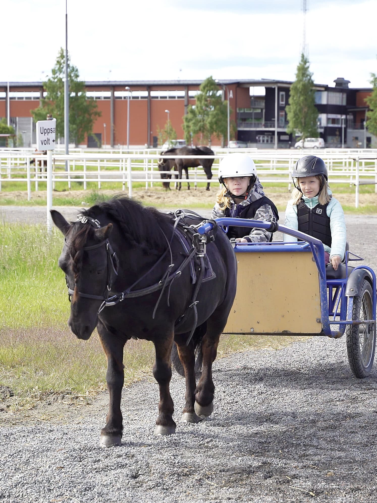 Travskola, små barn med häst och vagn