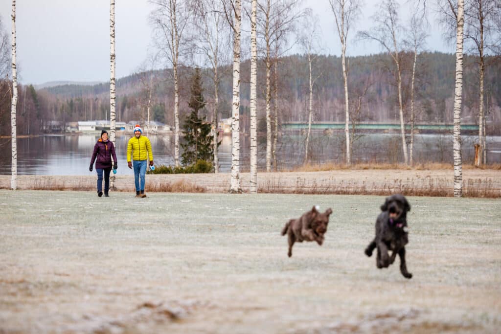 Paret Bramble på promenad på ett fält med sina hundar