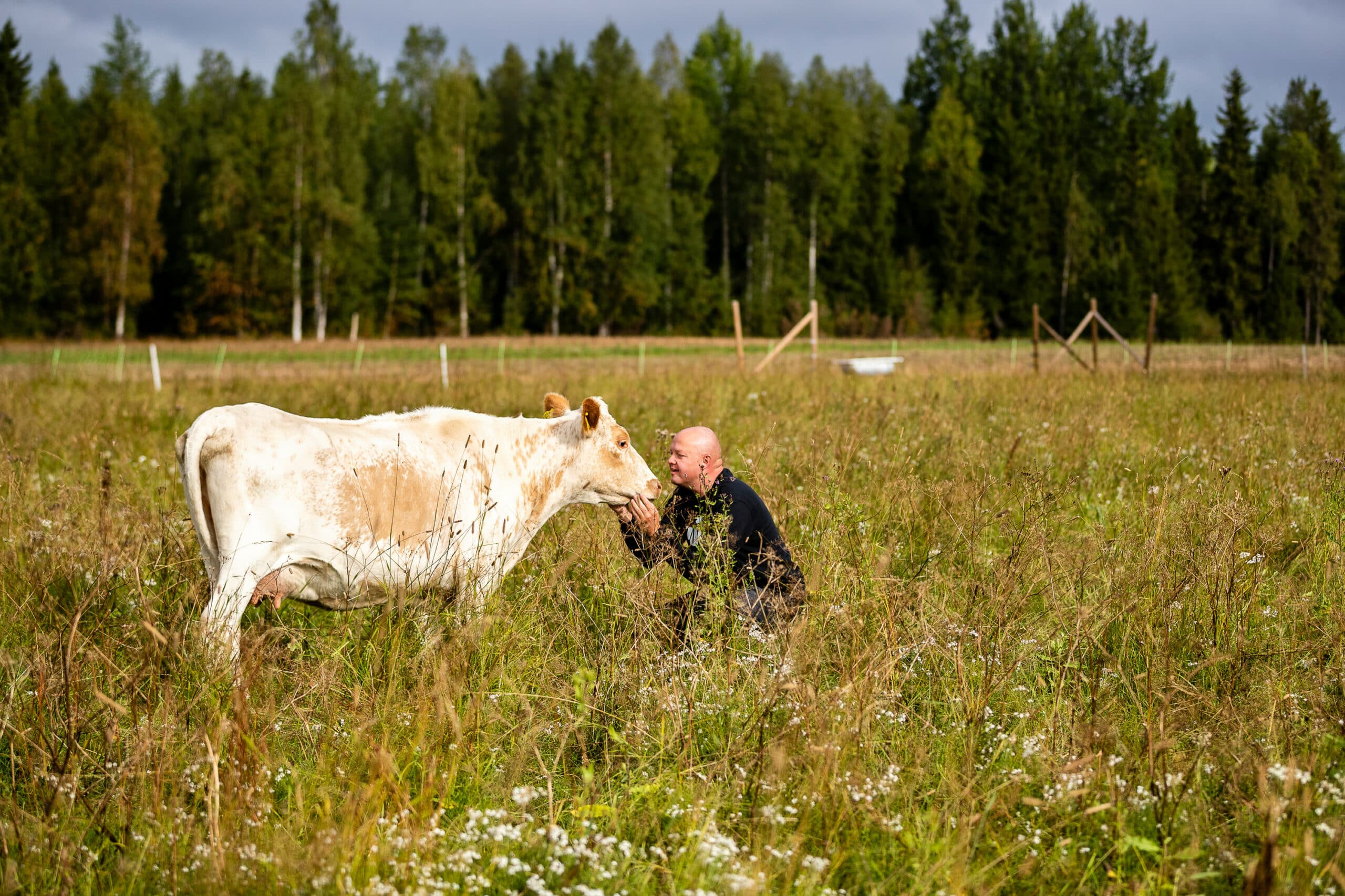 En man i svart tröja knäböjer i en blomstrande betesmark och interagerar ömt med en ljusbrun och vit ko. I bakgrunden syns en grönskande skog och stängsel som omger betesmarken.